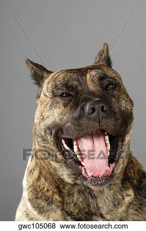 Close-up of a Boxer with its mouth open View Large Photo Image Stock Photo - Close-up of a Boxer with its mouth open. Fotosearch