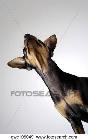 Close-up of a Chihuahua looking up View Large Photo Image Stock Photo - Close-up of a Chihuahua looking up. Fotosearch