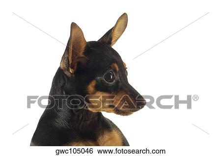 Close-up of a Chihuahua View Large Photo Image Stock Photograph - Close-up of a Chihuahua. Fotosearch