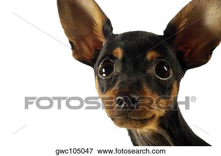 Close-up of a Chihuahua's face View Large Photo Image Stock Photo - Close-up of a Chihuahua's face. Fotosearch