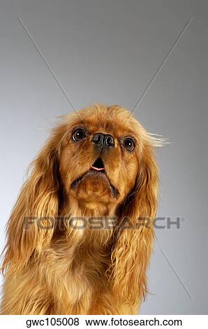 Close-up of a Cocker Spaniel looking up View Large Photo Image Stock Photo - Close-up of a Cocker Spaniel looking up. Fotosearch