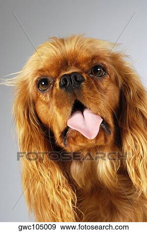 Close-up of a Cocker Spaniel looking up View Large Photo Image Stock Photo - Close-up of a Cocker Spaniel looking up. Fotosearch