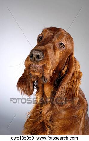 Close-up of a Cocker Spaniel looking up View Large Photo Image Stock Photo - Close-up of a Cocker Spaniel looking up. Fotosearch