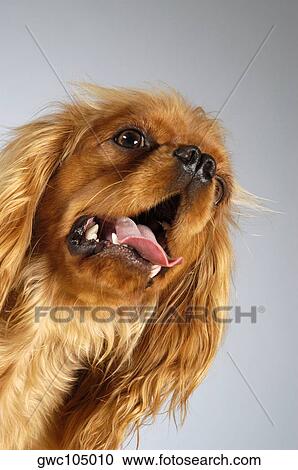 Close-up of a Cocker Spaniel sticking out its tongue View Large Photo Image Stock Image - Close-up of a Cocker Spaniel sticking out its tongue. Fotosearch