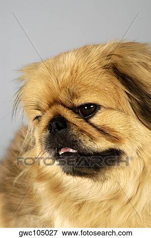 Close-up of a Cocker Spaniel View Large Photo Image Stock Photo - Close-up of a Cocker Spaniel. Fotosearch