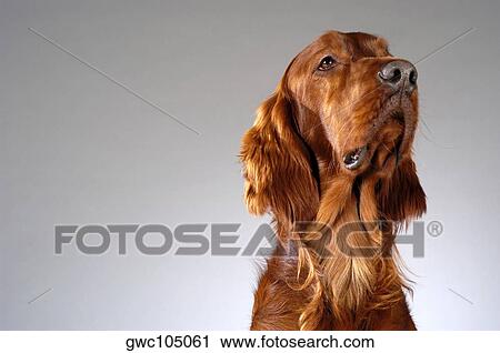 Close-up of a Cocker Spaniel's looking up View Large Photo Image Stock Image - Close-up of a Cocker Spaniel's looking up. Fotosearch