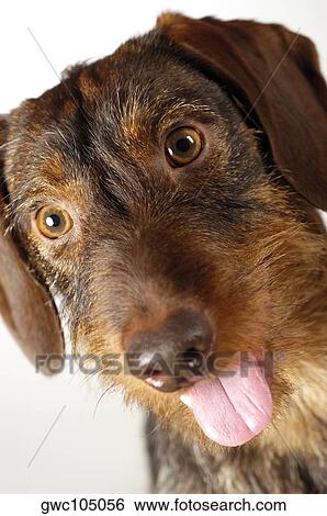 Close-up of a dog sticking out its tongue View Large Photo Image Stock Photograph - Close-up of a dog sticking out its tongue. Fotosearch