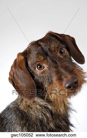 Close-up of a dog View Large Photo Image Stock Image - Close-up of a dog. Fotosearch
