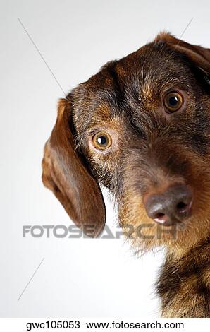 Close-up of a dog View Large Photo Image Stock Image - Close-up of a dog. Fotosearch