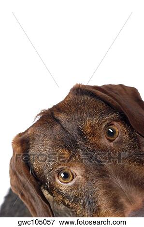 Close-up of a dog View Large Photo Image Stock Photo - Close-up of a dog. Fotosearch