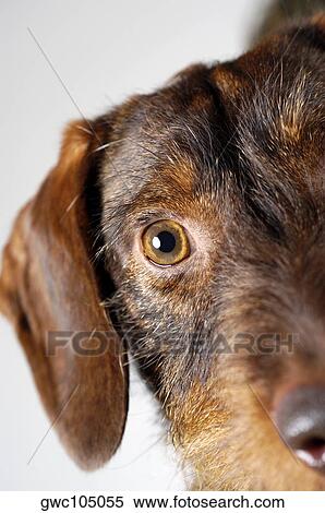 Close-up of a dog View Large Photo Image Stock Photography - Close-up of a dog. Fotosearch