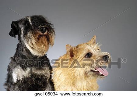 Close-up of a Schnauzer and a Yorkshire Terrier View Large Photo Image Picture - Close-up of a Schnauzer and a Yorkshire Terrier. Fotosearch