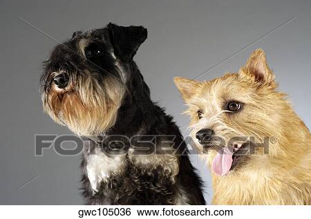 Close-up of a Schnauzer and a Yorkshire Terrier View Large Photo Image Stock Photograph - Close-up of a Schnauzer and a Yorkshire Terrier. Fotosearch