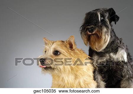 Close-up of a Schnauzer and a Yorkshire Terrier View Large Photo Image Stock Photography - Close-up of a Schnauzer and a Yorkshire Terrier. Fotosearch
