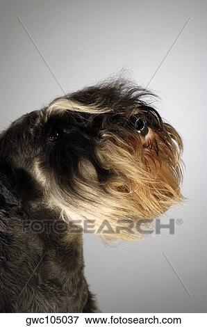 Close-up of a Schnauzer View Large Photo Image Stock Photo - Close-up of a Schnauzer. Fotosearch