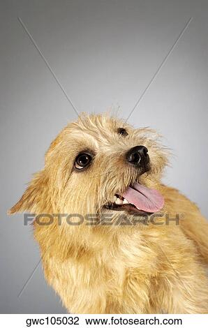Close-up of a Yorkshire Terrier looking up View Large Photo Image Stock Image - Close-up of a Yorkshire Terrier looking up. Fotosearch
