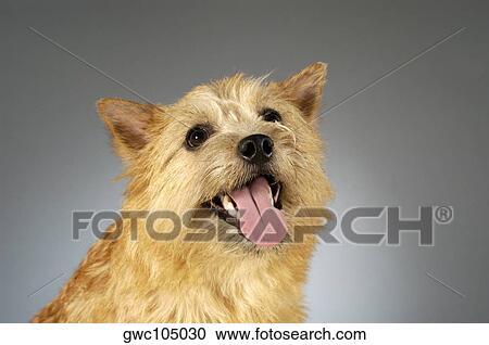 Close-up of a Yorkshire Terrier sticking out its tongue View Large Photo Image Stock Image - Close-up of a Yorkshire Terrier sticking out its tongue. Fotosearch