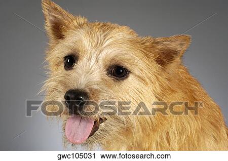 Close-up of a Yorkshire Terrier sticking out its tongue View Large Photo Image Stock Image - Close-up of a Yorkshire Terrier sticking out its tongue. Fotosearch