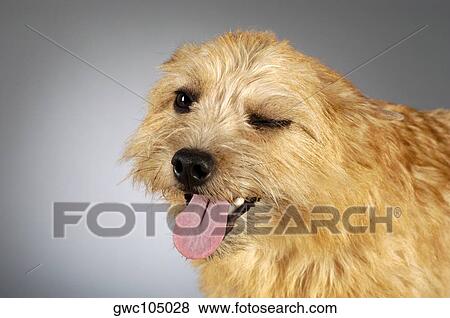 Close-up of a Yorkshire Terrier sticking out its tongue View Large Photo Image Stock Photo - Close-up of a Yorkshire Terrier sticking out its tongue. Fotosearch