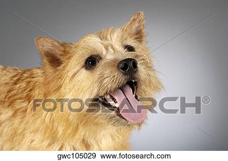 Stock Photo - Close-up of a Yorkshire Terrier sticking out its tongue. Fotosearch