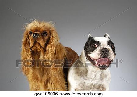 Close-up of two Boston Terriers View Large Photo Image Stock Photograph - Close-up of two Boston Terriers. Fotosearch