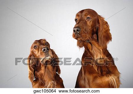Picture - Close-up of two Cocker Spaniel's. Fotosearch