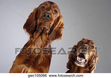 Close-up of two Cocker Spaniel's looking up View Large Photo Image Stock Photograph - Close-up of two Cocker Spaniel's looking up. Fotosearch