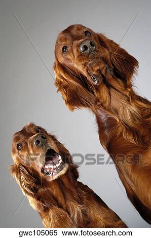 Close-up of two Cocker Spaniel's looking up View Large Photo Image Stock Photography - Close-up of two Cocker Spaniel's looking up. Fotosearch