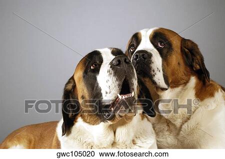 Close-up of two St. Bernard dogs looking up View Large Photo Image Stock Image - Close-up of two St. Bernard dogs looking up. Fotosearch