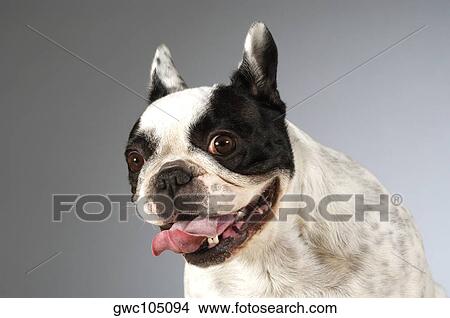Picture - Portrait of a Boston Terrier sticking out its tongue. Fotosearch