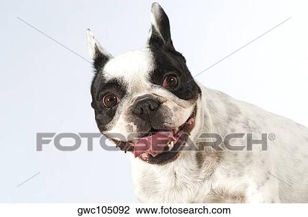 Stock Image - Portrait of a Boston Terrier sticking out its tongue. Fotosearch