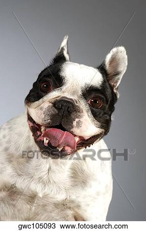 Portrait of a Boston Terrier sticking out its tongue View Large Photo Image Stock Image - Portrait of a Boston Terrier sticking out its tongue. Fotosearch