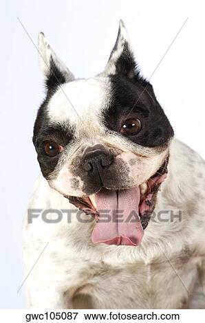 Portrait of a Boston Terrier sticking out its tongue View Large Photo Image Stock Photo - Portrait of a Boston Terrier sticking out its tongue. Fotosearch