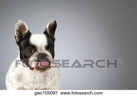 Portrait of a Boston Terrier sticking out its tongue View Large Photo Image Stock Photo - Portrait of a Boston Terrier sticking out its tongue. Fotosearch