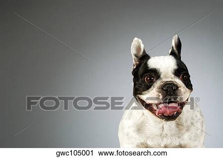 Portrait of a Boston Terrier View Large Photo Image Stock Image - Portrait of a Boston Terrier. Fotosearch