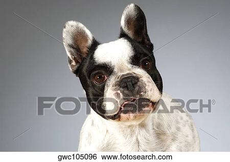 Portrait of a Boston Terrier View Large Photo Image Stock Photograph - Portrait of a Boston Terrier. Fotosearch
