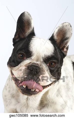 Stock Photography - Portrait of a Boston Terrier. Fotosearch