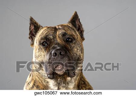 Portrait of a Boxer View Large Photo Image Stock Photo - Portrait of a Boxer. Fotosearch