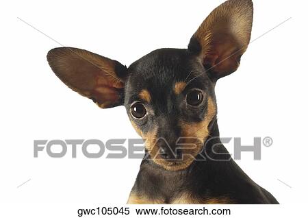 Portrait of a Chihuahua View Large Photo Image Stock Photography - Portrait of a Chihuahua. Fotosearch