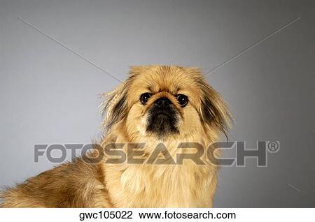 Portrait of a Cocker Spaniel View Large Photo Image Stock Image - Portrait of a Cocker Spaniel. Fotosearch