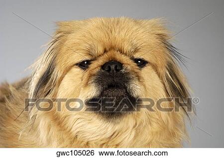 Portrait of a Cocker Spaniel View Large Photo Image Stock Photograph - Portrait of a Cocker Spaniel. Fotosearch