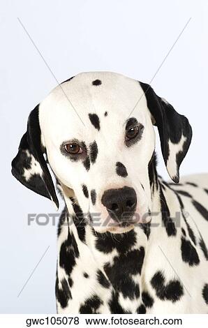 Stock Photo - Portrait of a Dalmatian. Fotosearch