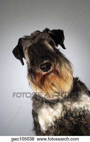 Stock Photo - Portrait of a Schnauzer. Fotosearch