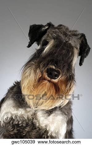 Portrait of a Schnauzer View Large Photo Image Stock Photo - Portrait of a Schnauzer. Fotosearch