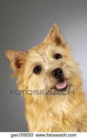 Portrait of a Yorkshire Terrier View Large Photo Image Stock Image - Portrait of a Yorkshire Terrier. Fotosearch