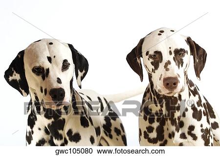 Portrait of two Dalmatians View Large Photo Image Stock Image - Portrait of two Dalmatians. Fotosearch