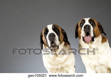 Stock Image - Portrait of two St. Bernard dogs. Fotosearch
