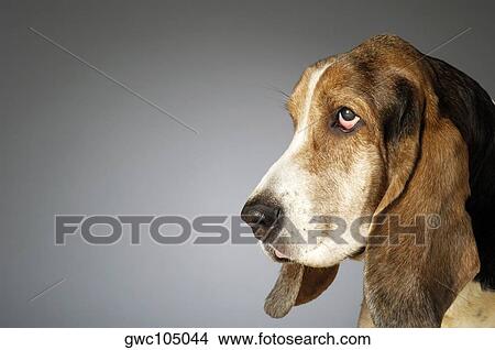 Side profile of a Basset Hound View Large Photo Image Picture - Side profile of a Basset Hound. Fotosearch