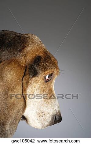 Side profile of a Basset Hound's face View Large Photo Image Stock Image - Side profile of a Basset Hound's face. Fotosearch