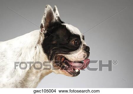Picture - Side profile of a Boston Terrier sticking out its tongue. Fotosearch